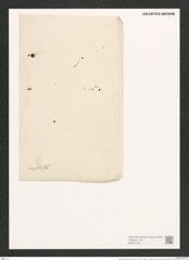 Nitzschia constricta (Greg.) Grun. (de-Toni-Nr.: Genus 47, Species 2014) Zeichnungen Sammlung Grunow (NHMW-BOT-W0371758)